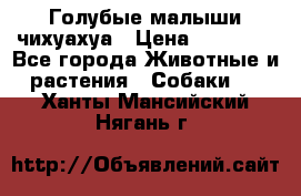Голубые малыши чихуахуа › Цена ­ 25 000 - Все города Животные и растения » Собаки   . Ханты-Мансийский,Нягань г.